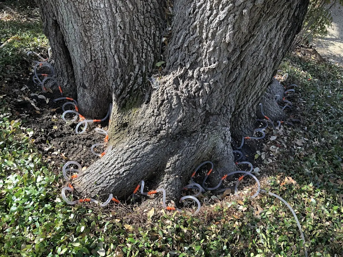 Detailed Tree Cabling and Bracing job site in Litchville