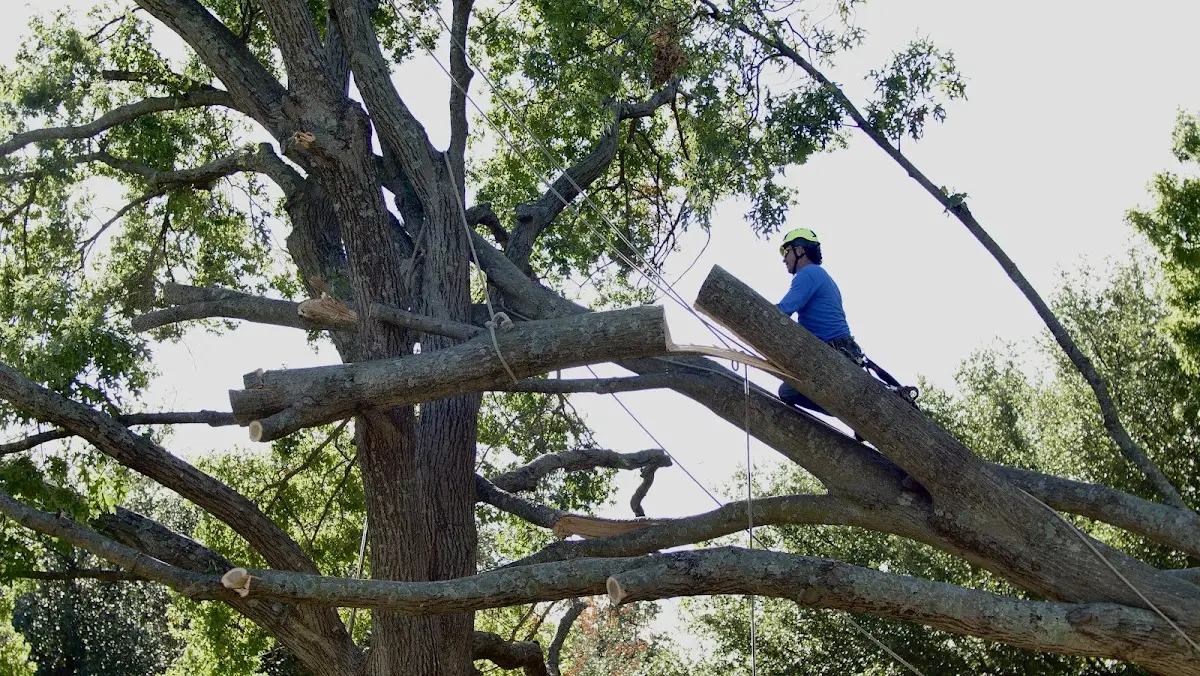 Professional Crown Thinning performed by certified arborists in Litchville
